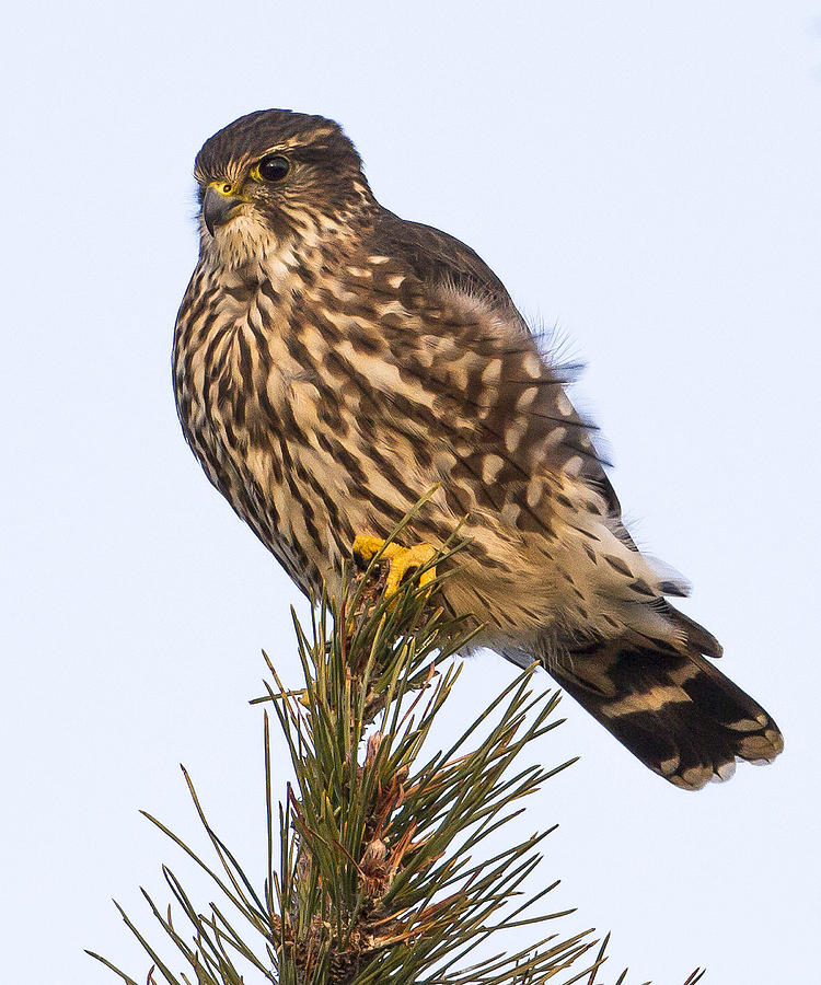 Perched Merlin Photograph by John Vose
