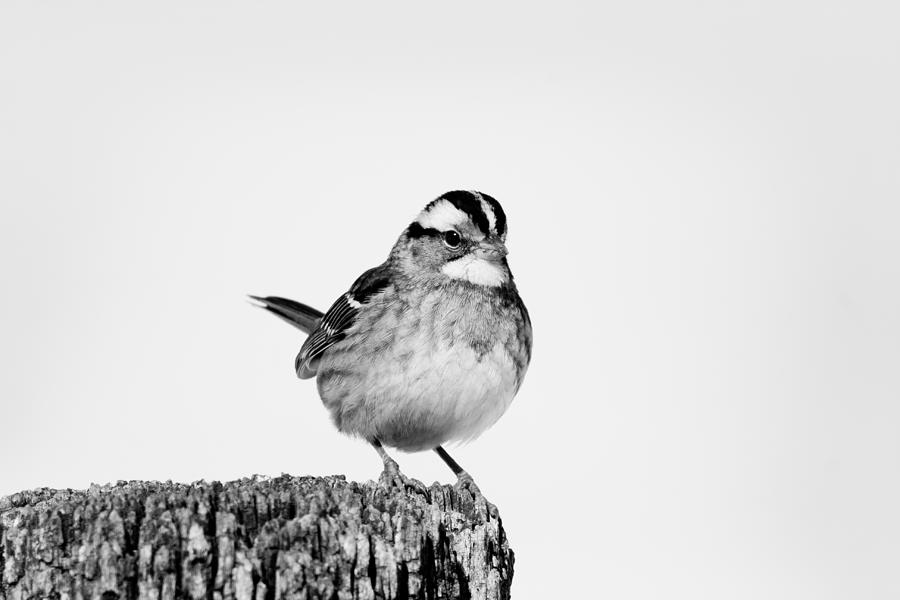 Perched Photograph - Perched On A Post by Nathaniel Kidd Perched Photograph - Perched On A Post by Nathaniel Kidd