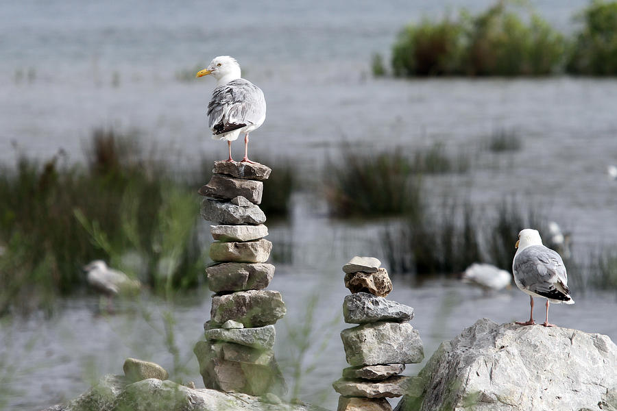 Perched on a Rock Cairn Photograph by Jackson Pearson