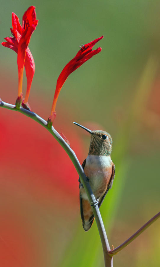 Hummingbird Photograph - Perched on Crocosmia by Angie Vogel