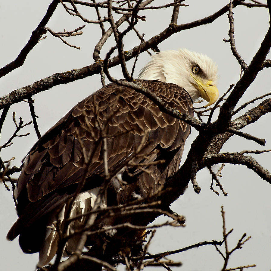Eagle Photograph - Perched On High by Thomas Young