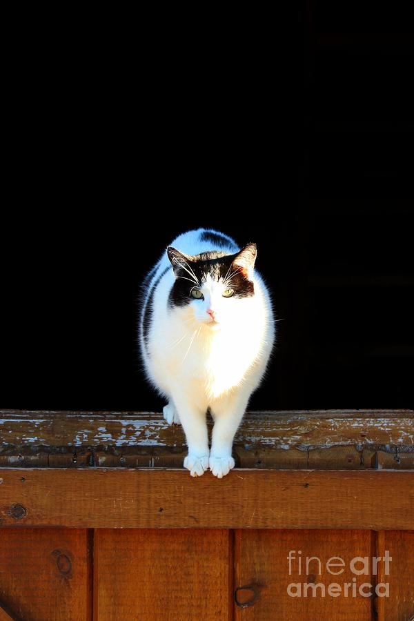 Perched on the Barn Door Photograph by Janice Byer