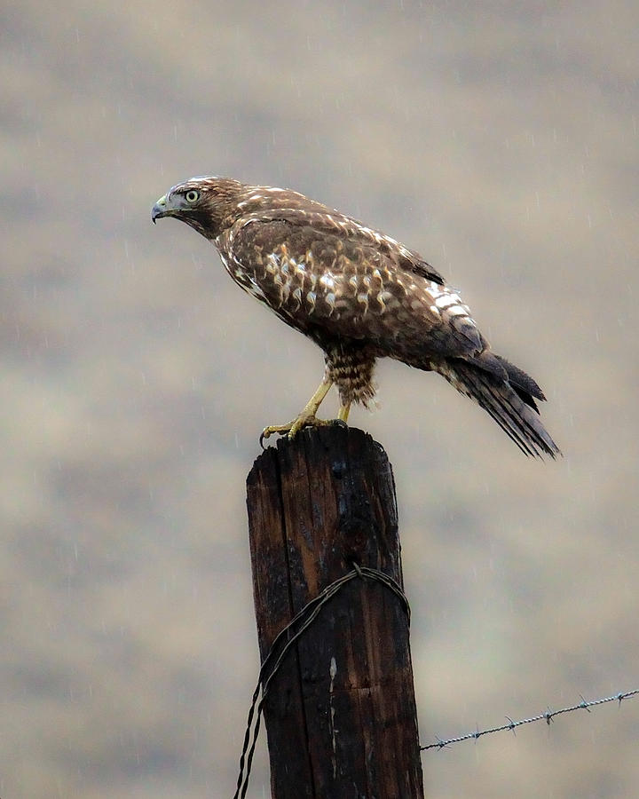Perched on the Fence Post  Photograph by Steve McKinzie