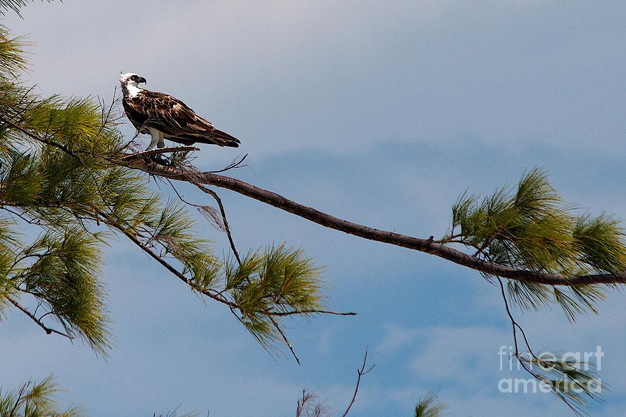 Perched Osprey Photograph