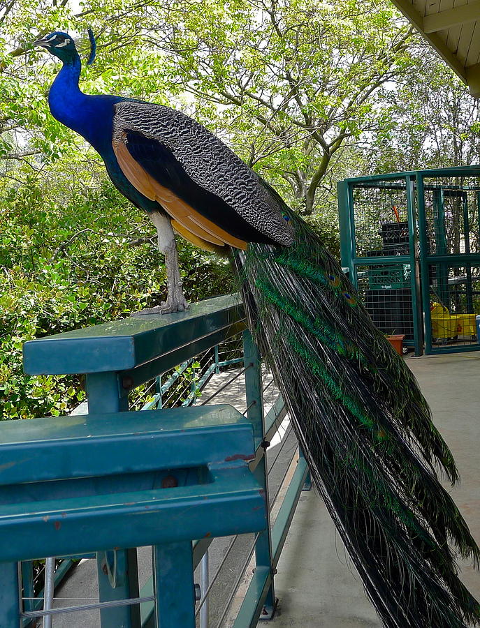 Perched Peacock Photograph by Denise Mazzocco