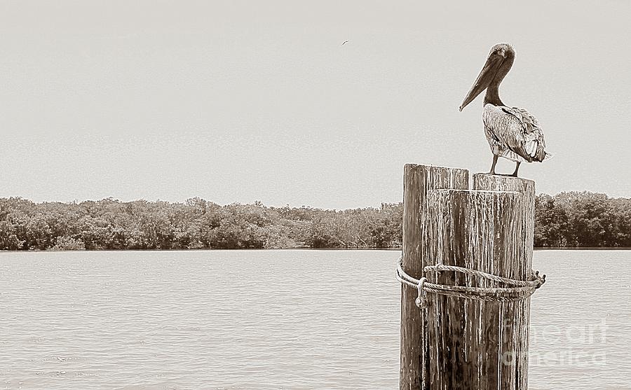 Pelican Photograph - Perched Pelican by Jeanne Forsythe