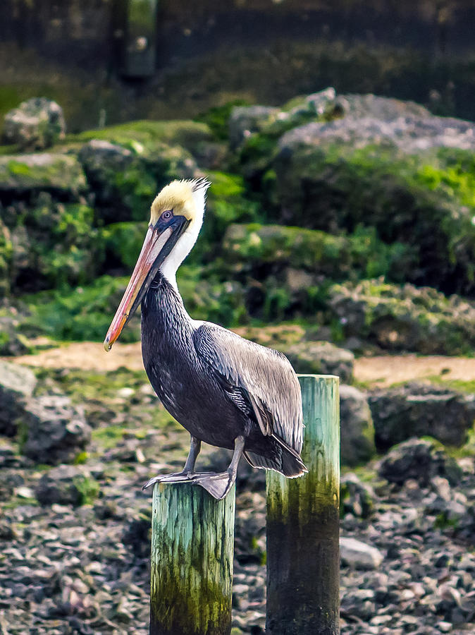 Perched Pelican Photograph by Travelers Pics