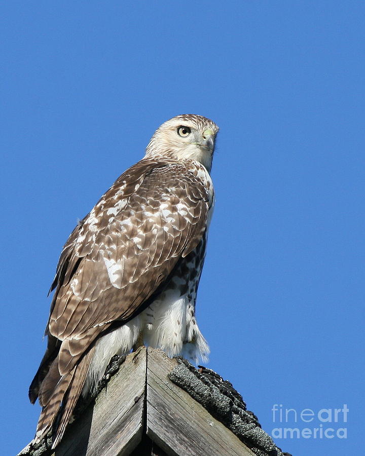 Hawk Photograph - Perched Red Tailed Hawk by Neal Eslinger