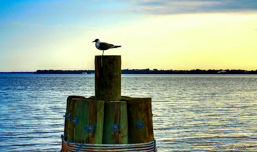 Seagull Photograph - Perched Seagull by Debra Forand