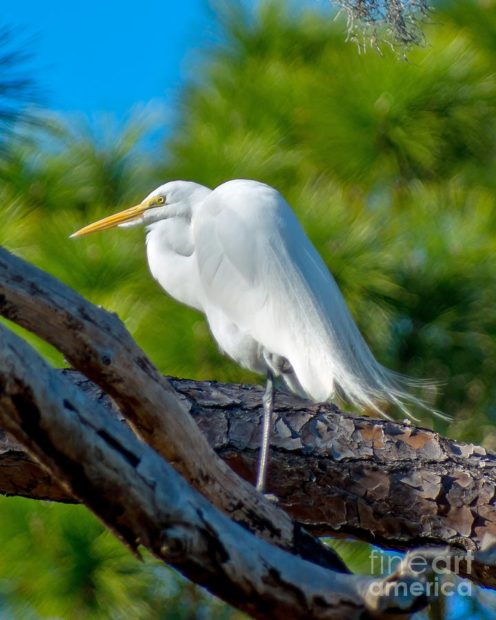 Perched Snowy Egret Photograph by Stephen Whalen