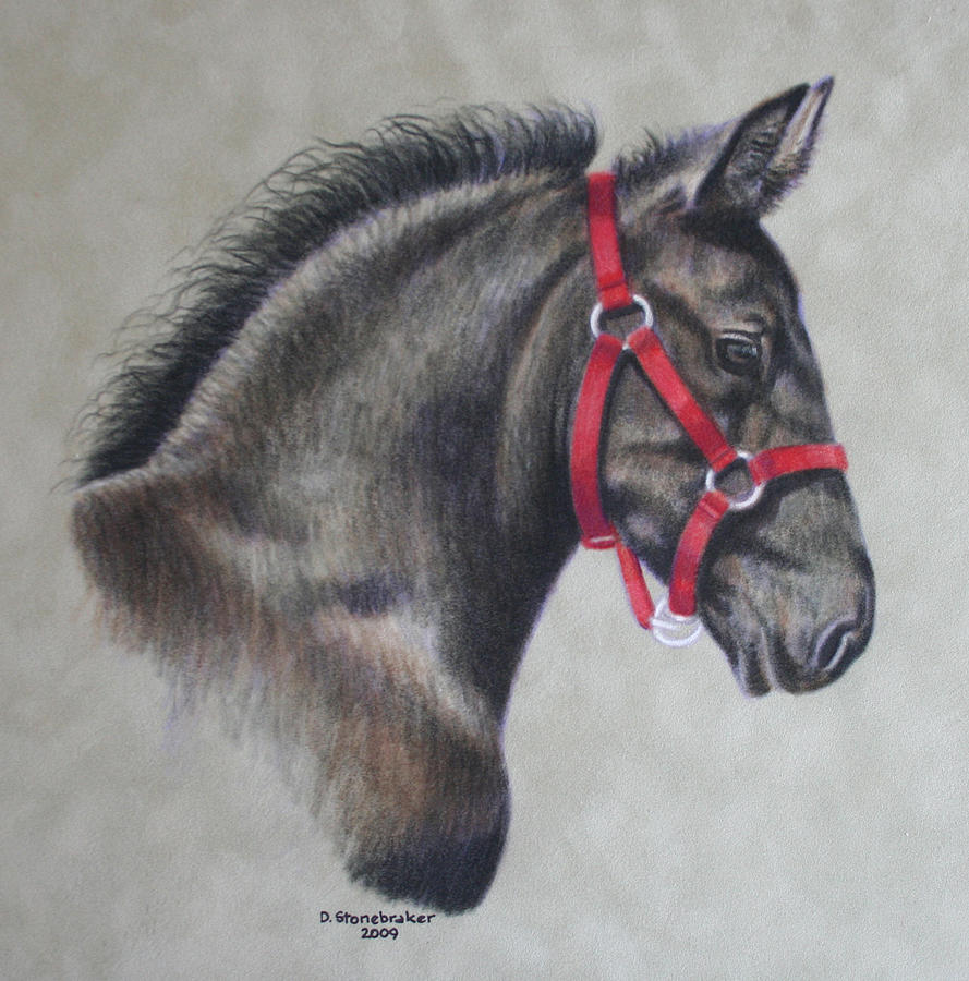 Horse Drawing - Percheron Baby by Debbie Stonebraker