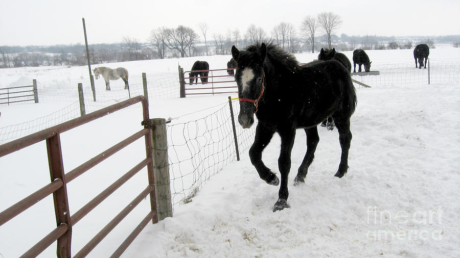 Percheron Horse Colt in Snow Photograph by Conni Schaftenaar