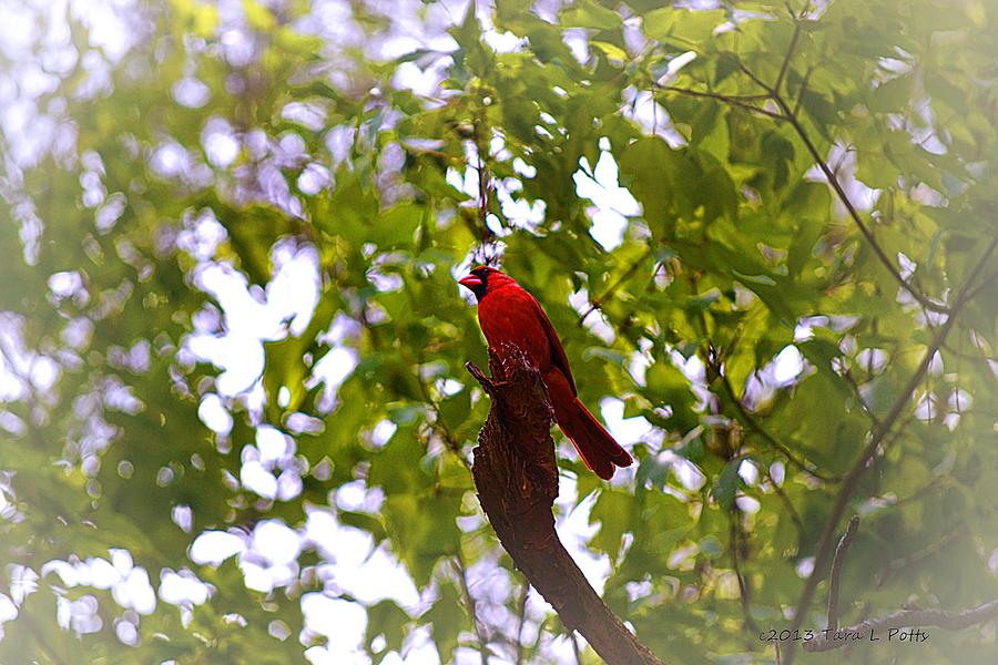 Perching Cardinal Photograph by Tara Potts
