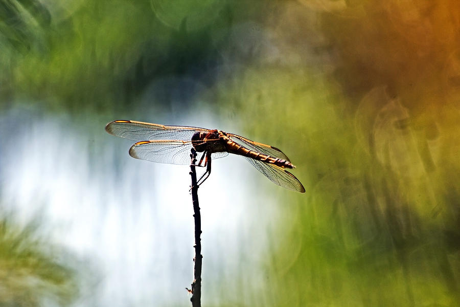 Perching Dragonfly Photograph by Theo OConnor