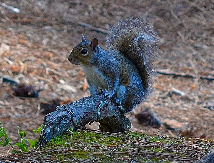 Perching Squirrel Photograph by Tara Potts
