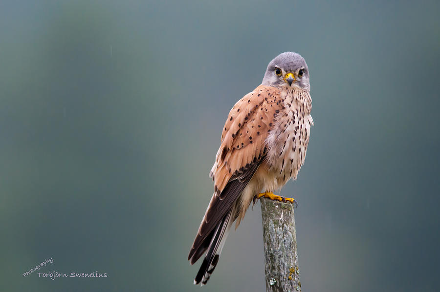 Perching Photograph by Torbjorn Swenelius