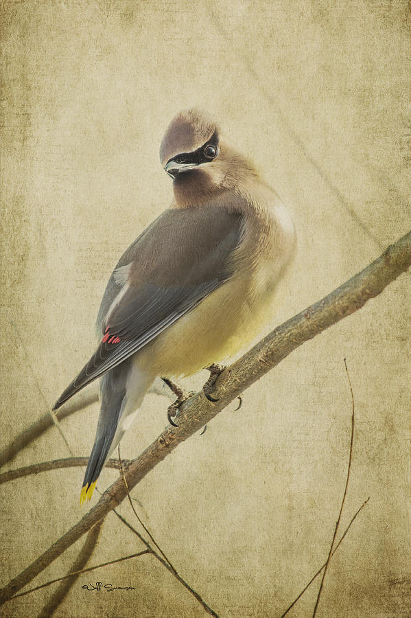Nature Photograph - Perching Waxwing by Jeff Swanson