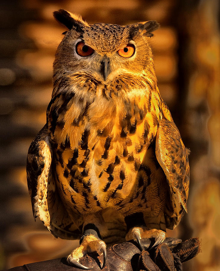 Percocious Owl Photograph by Diana Powell