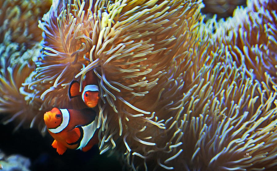 Percula Clownfish Photograph by Russ Harris | Pixels