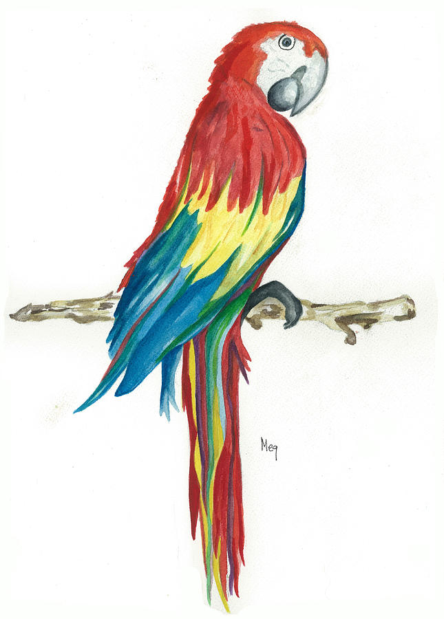 Drawing With Colour At Getdrawings Com Free - Parrot Clipart Png,  Transparent Png , Transparent Png Image - PNGitem