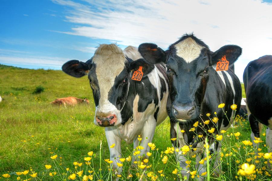 Percys Holsteins Photograph by John Nielsen
