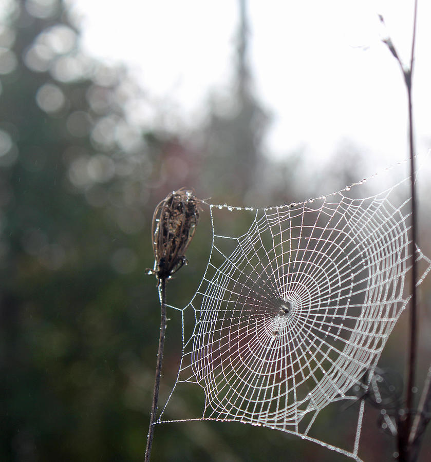 Spider Web Photograph - Perect Web by Carol Oberg Riley