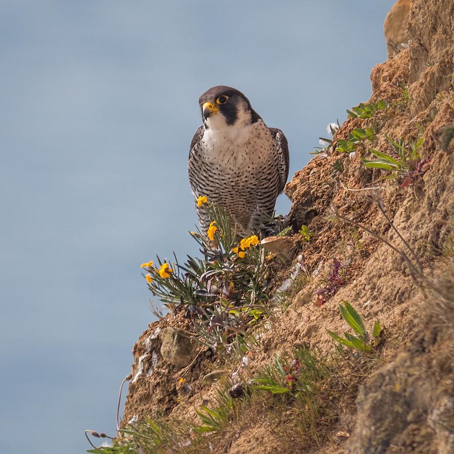 Perefrine Falcon Photograph by Ian Hufton