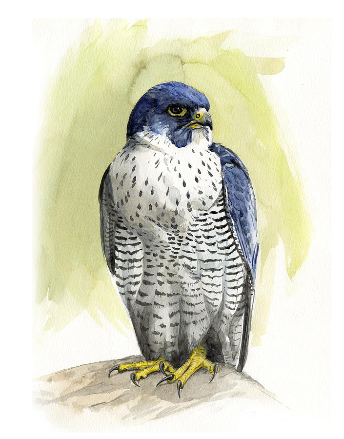 Falcon Painting - Peregrine by Chris Pendleton