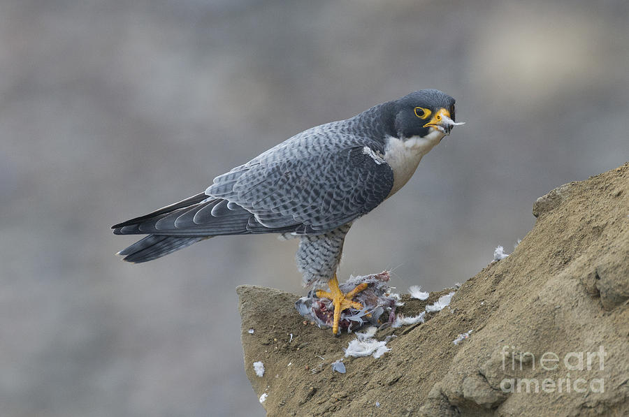 Peregrine Eating Pigeon Photograph By Anthony Mercieca Fine Art America