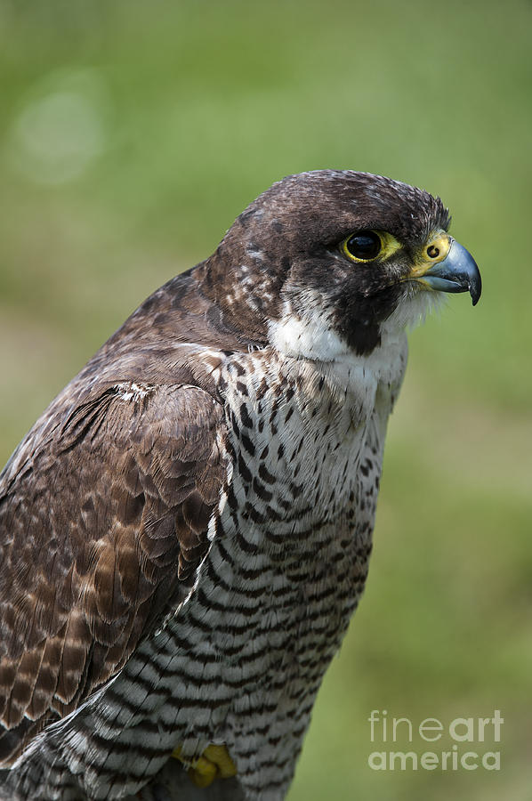Peregrine falcon 1 Photograph by Arterra Picture Library