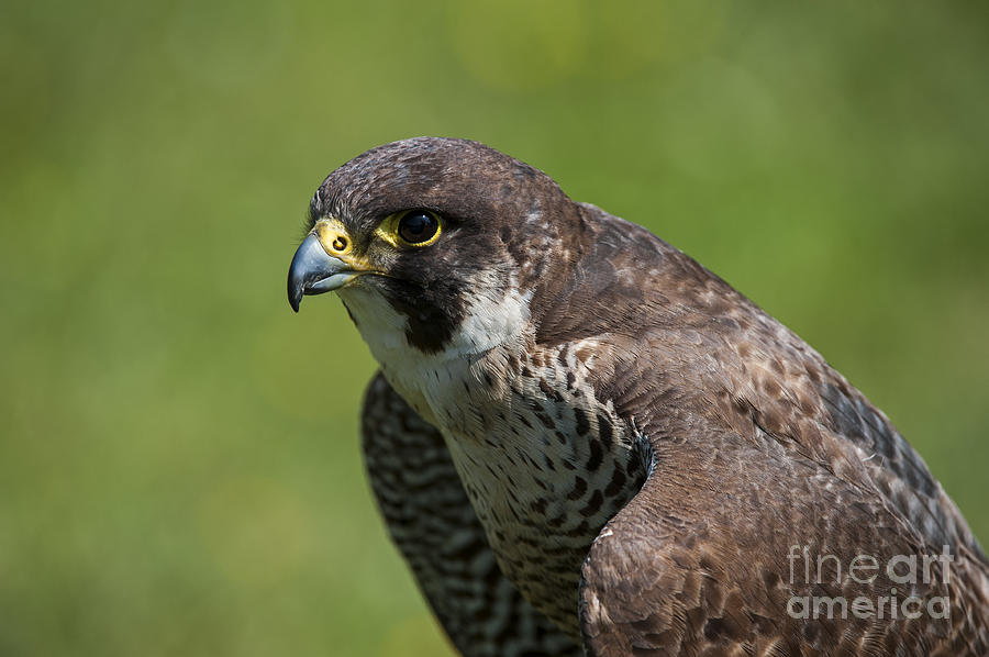 Peregrine falcon 3 Photograph by Arterra Picture Library