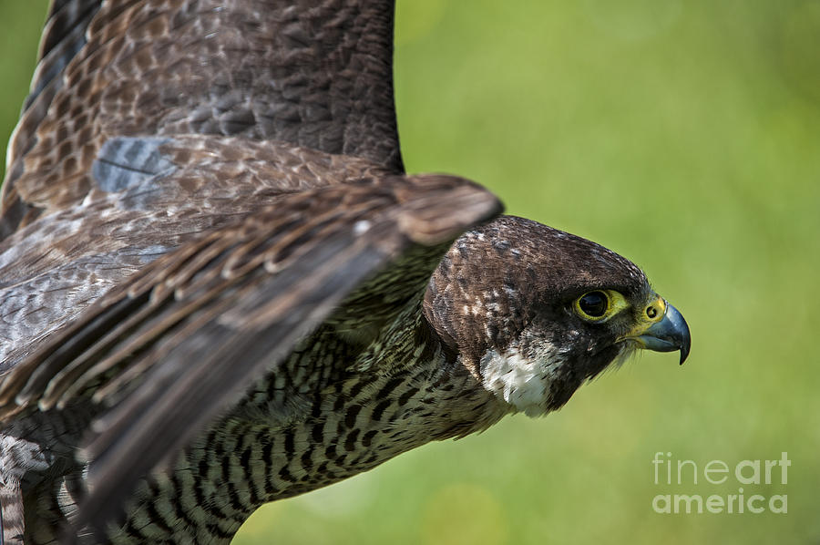 Peregrine falcon 4 Photograph by Arterra Picture Library