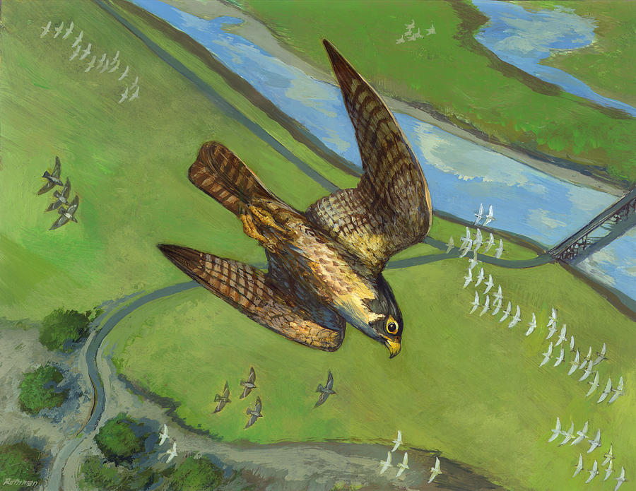 Wildlife Painting - Peregrine Falcon by ACE Coinage painting by Michael Rothman