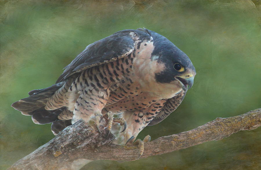Falcon Photograph - Peregrine Falcon by Angie Vogel