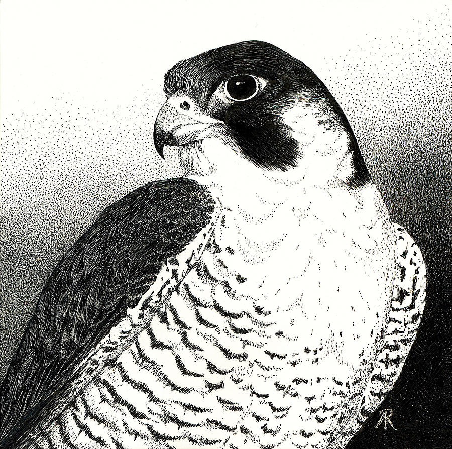 Peregrine Falcon Drawing by Ann Ranlett