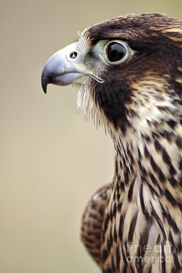Peregrine Falcon Photograph by Charline Xia
