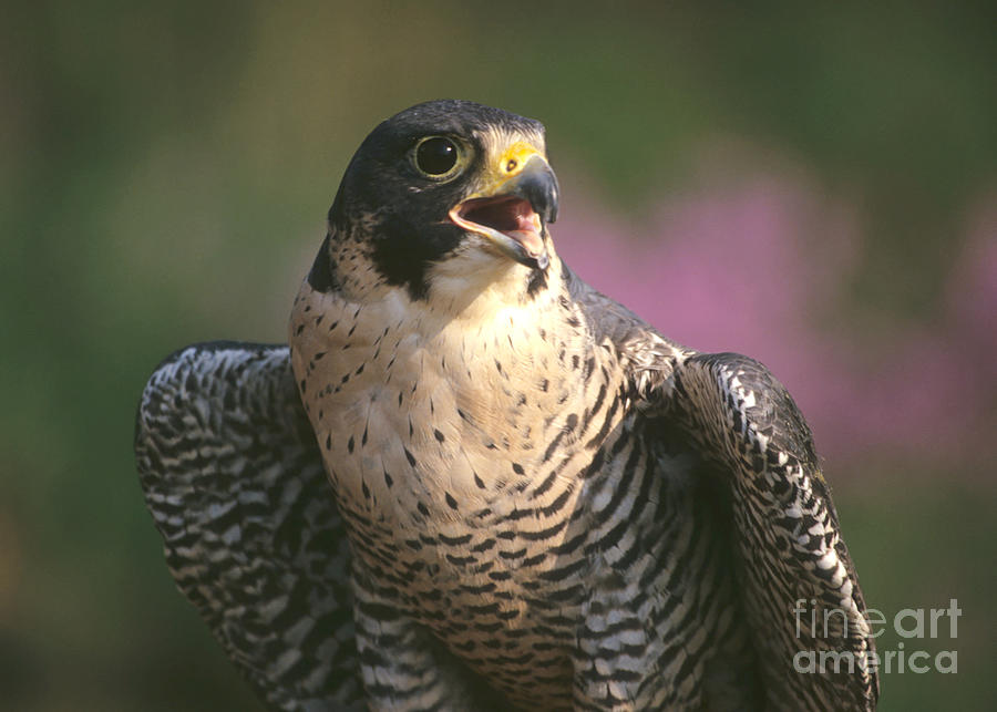 Peregrine Falcon Photograph by Chris Scroggins