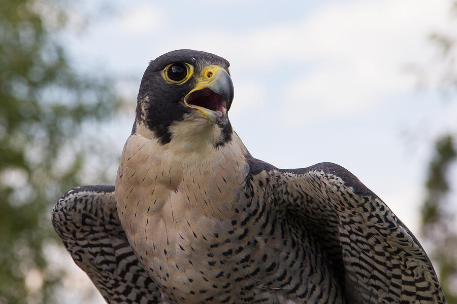 Peregrine Falcon Closeup Photograph by Tony Hake