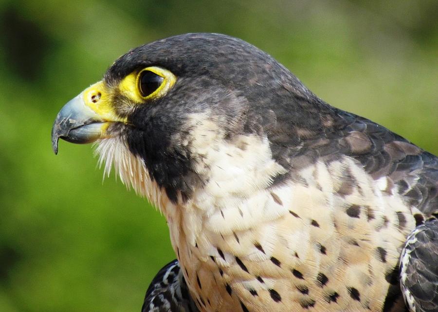 Peregrine Falcon Photograph by Cynthia Guinn