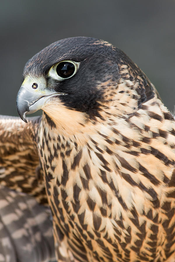 Peregrine Falcon Photograph by Dale Kincaid