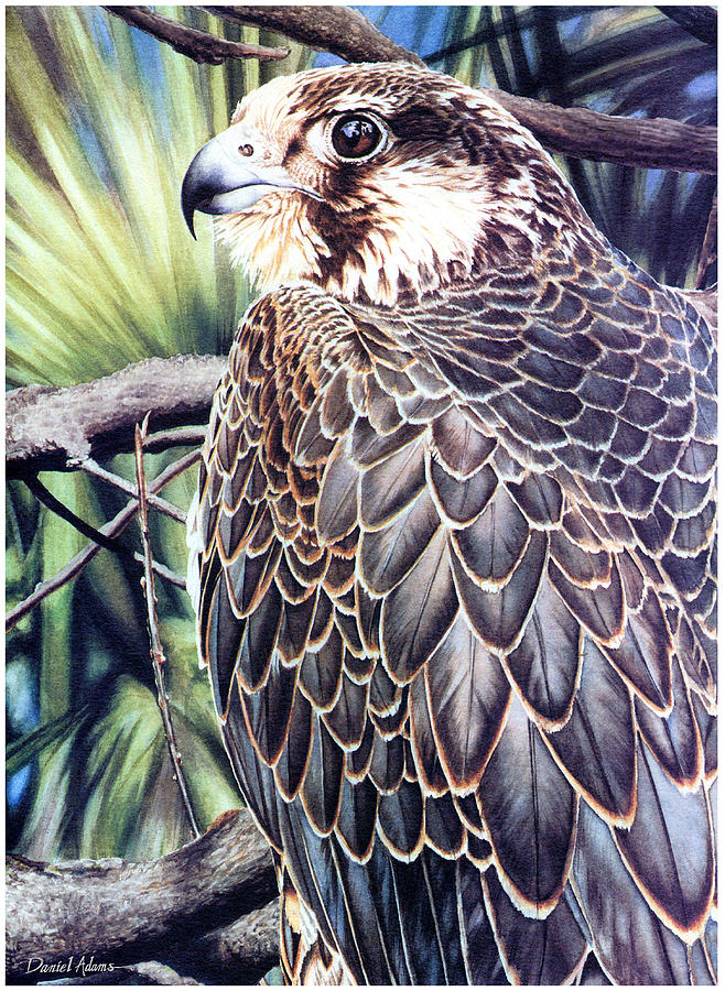 DA138 Peregrine Falcon by Daniel Adams Painting by Daniel Adams