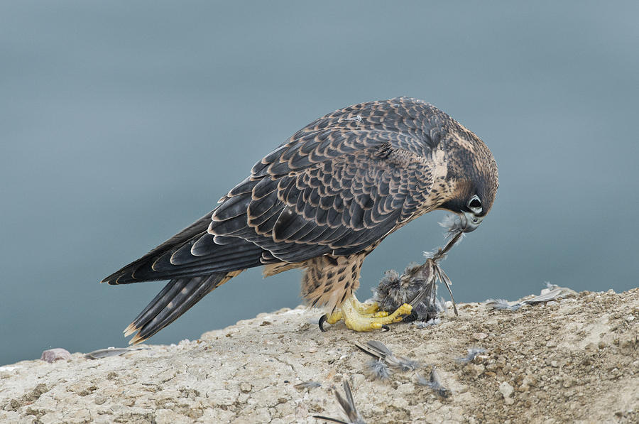 Falcon Photograph - Peregrine Falcon Eating by Anthony Mercieca