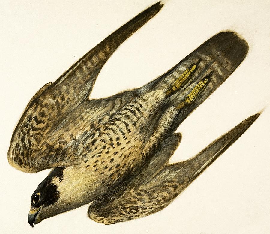 Peregrine Falcon Painting by English School