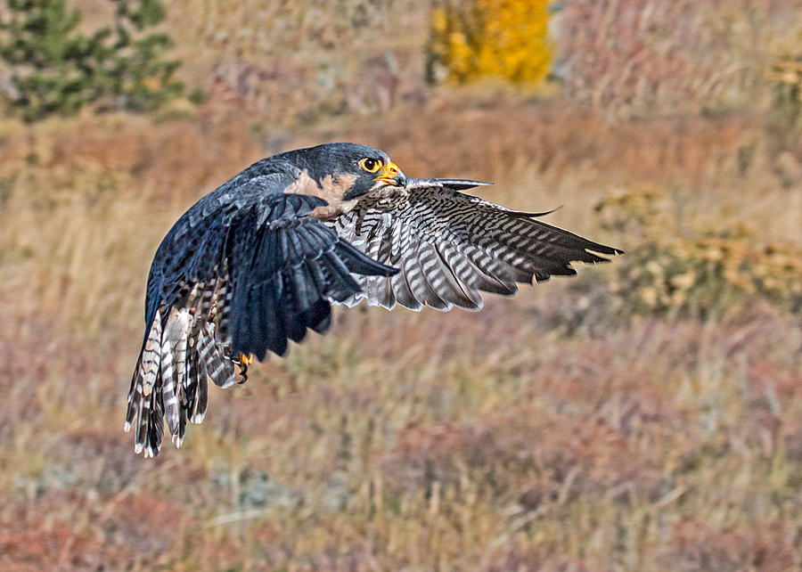 Peregrine Falcon Flight  Photograph by Dawn Key
