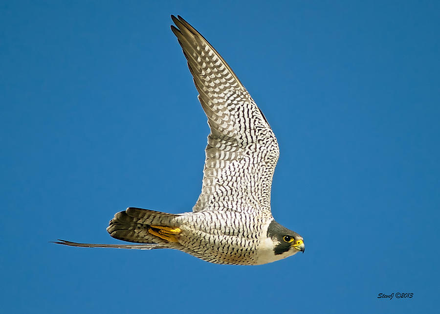 Peregrine Falcon Fly-By Photograph by Stephen Johnson