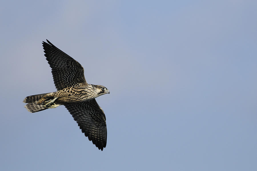 Peregrine Falcon Flying Photograph by Bradford Martin