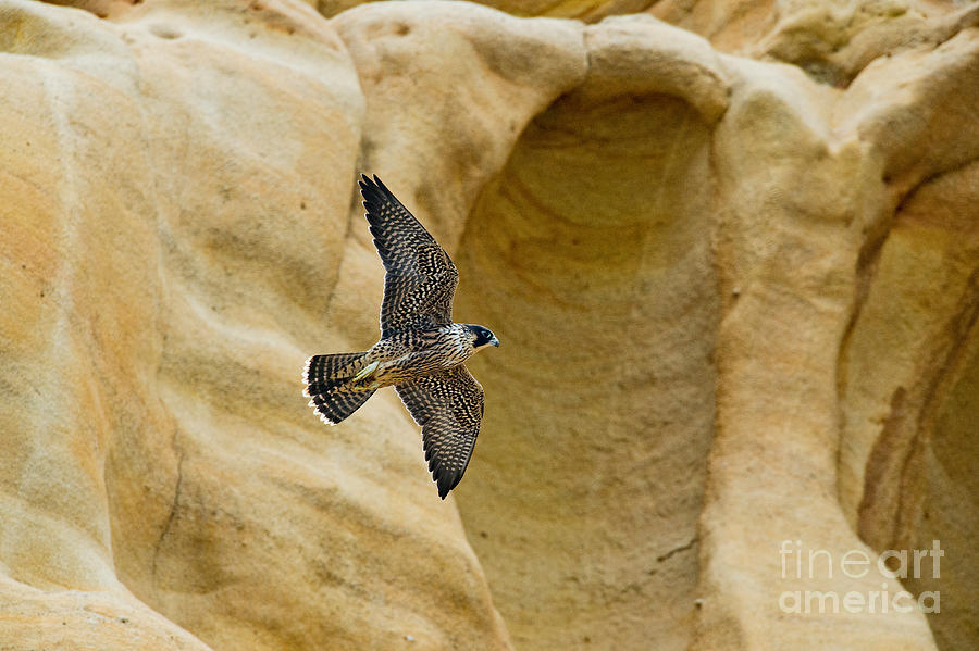 Peregrine Falcon Flying By Cliff Photograph by Anthony Mercieca