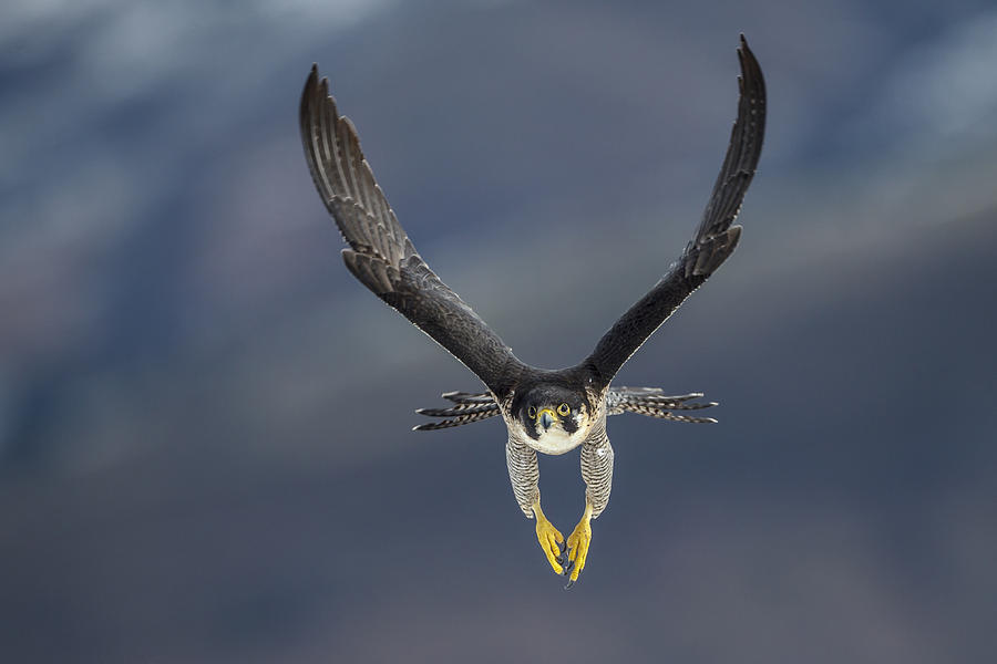 Peregrine falcon flying Photograph by Javier Fernández Sánchez