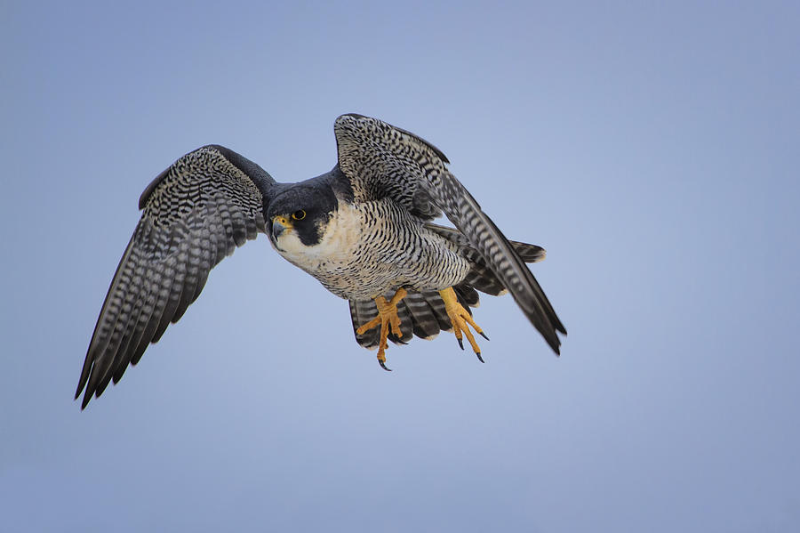 Peregrine Falcon Photograph by Gary Hall