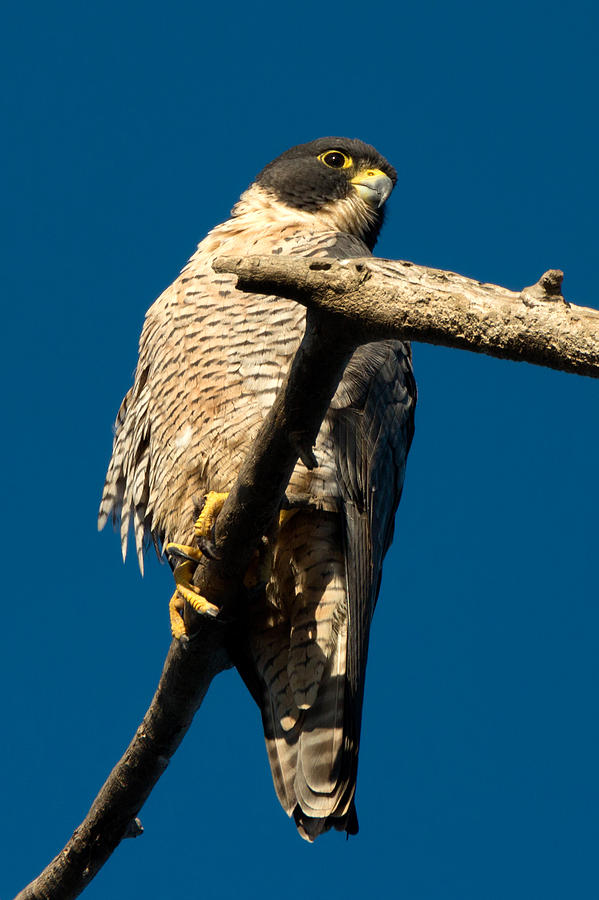 Peregrine Falcon Hunting for Ducks Photograph by Kathleen Bishop